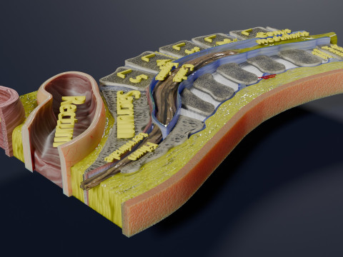 Lower Back Longitudinal section anatomy Modelo 3D