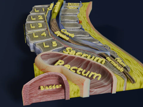 Lower Back Longitudinal section anatomy 3D Model
