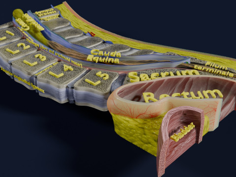 Lower Back Longitudinal section anatomy Modelo 3D