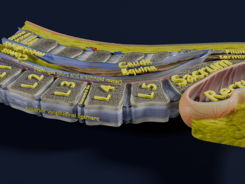 Lower Back Longitudinal section anatomy Modelo 3D