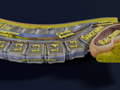 Lower Back Longitudinal section anatomy 3D Model