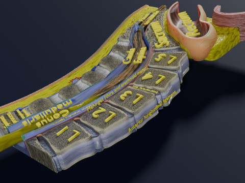 Lower Back Longitudinal section anatomy Modelo 3D