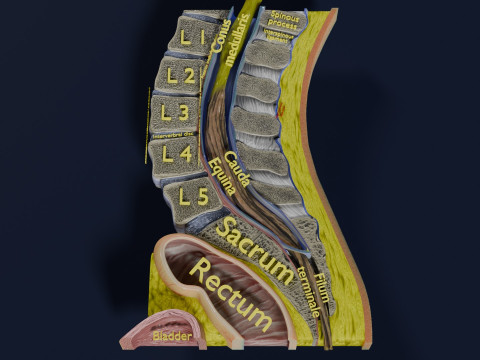 Lower Back Longitudinal section anatomy Modelo 3D