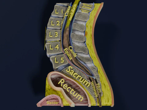 Lower Back Longitudinal section anatomy 3D Model