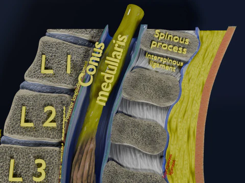 Lower Back Longitudinal section anatomy 3D Model