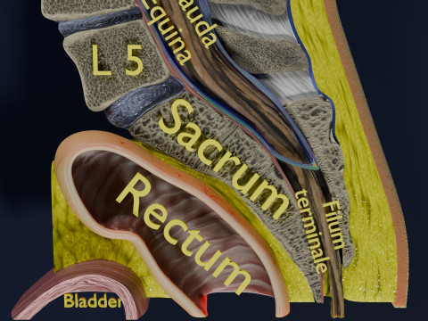 Lower Back Longitudinal section anatomy Modelo 3D