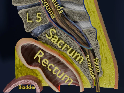 Lower Back Longitudinal section anatomy 3D Model