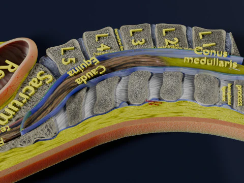 Lower Back Longitudinal section anatomy 3D Model
