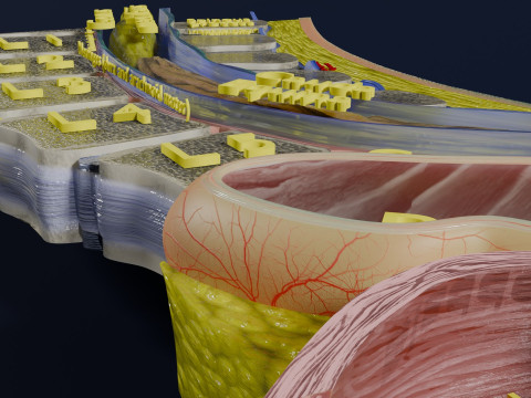 Lower Back Longitudinal section anatomy Modelo 3D