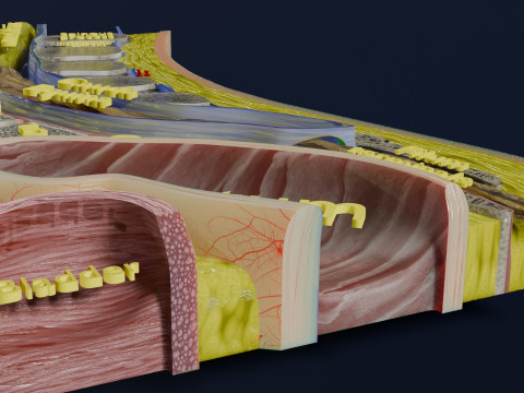 Lower Back Longitudinal section anatomy Modelo 3D