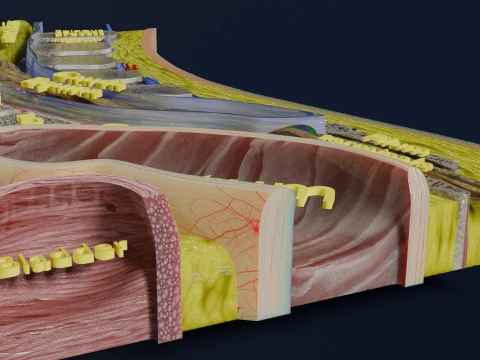 Lower Back Longitudinal section anatomy 3D Model