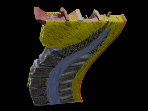 Lower Back Longitudinal section anatomy Modelo 3D