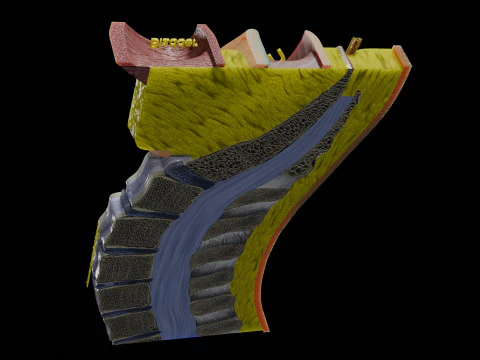 Lower Back Longitudinal section anatomy 3D Model