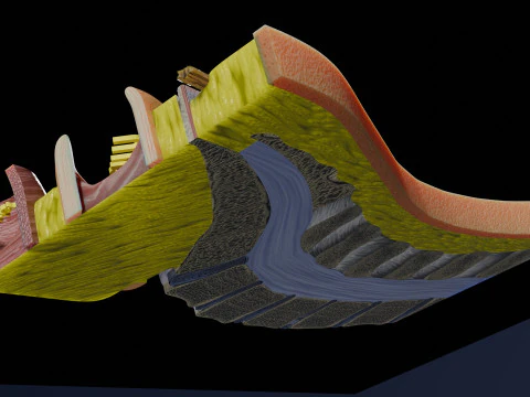 Lower Back Longitudinal section anatomy 3D Model