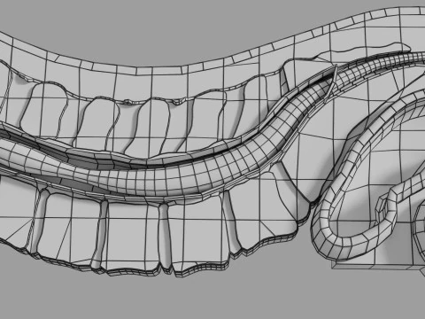 Lower Back Longitudinal section anatomy 3D Model