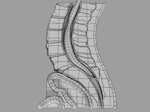 Lower Back Longitudinal section anatomy Modelo 3D