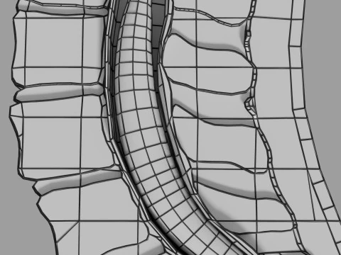 Lower Back Longitudinal section anatomy 3D Model