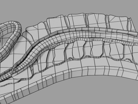 Lower Back Longitudinal section anatomy Modelo 3D