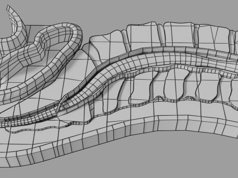 Lower Back Longitudinal section anatomy Modelo 3D