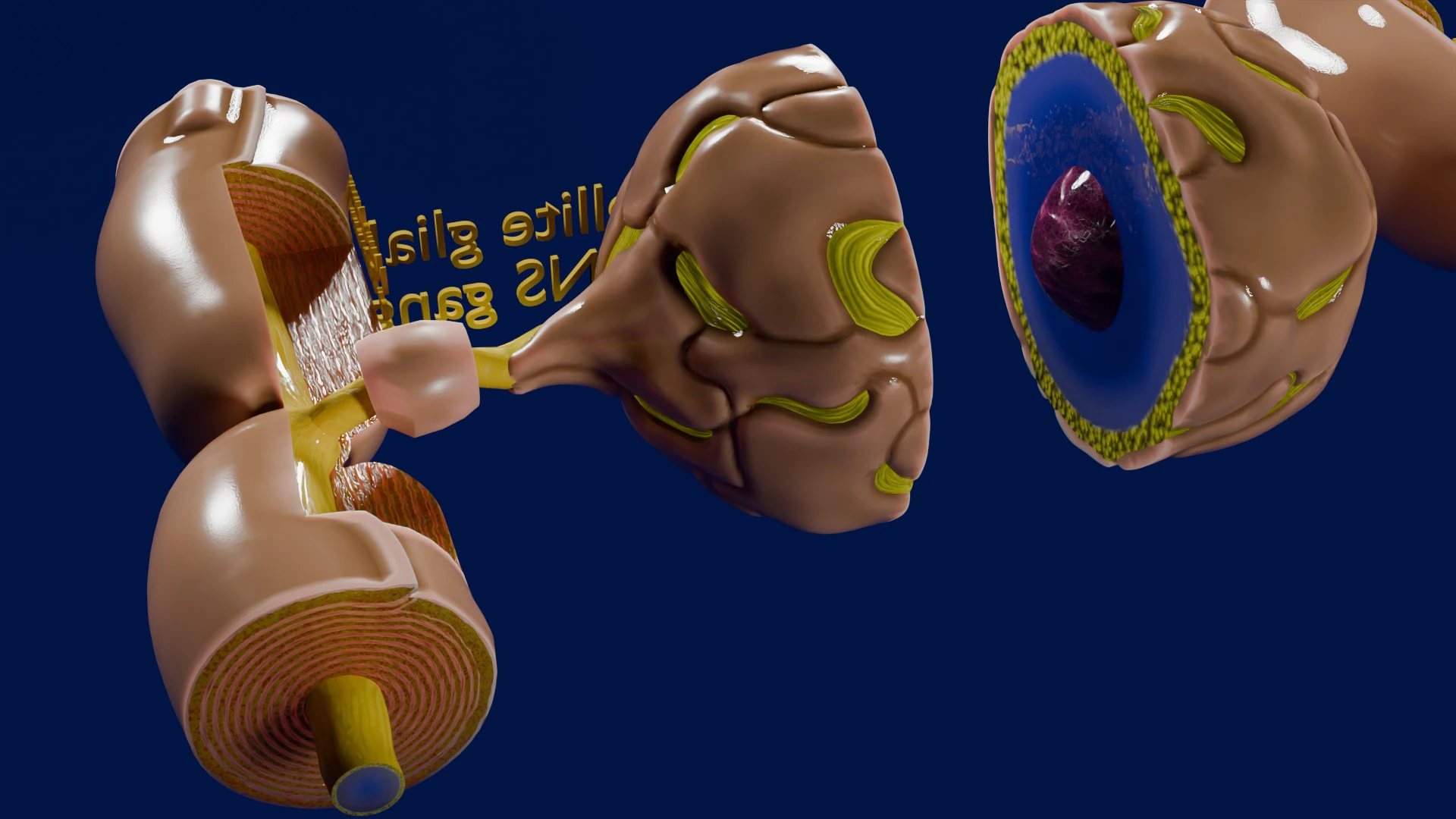 Peripheral nervous system glial cells myelination 3D Model .c4d .max .obj .3ds .fbx .stl .blend 