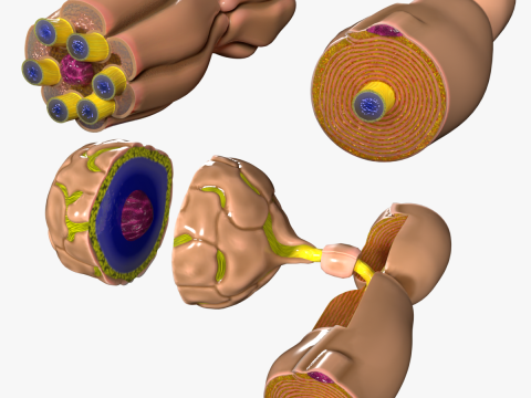 Peripheral nervous system glial cells myelination 3Dモデル