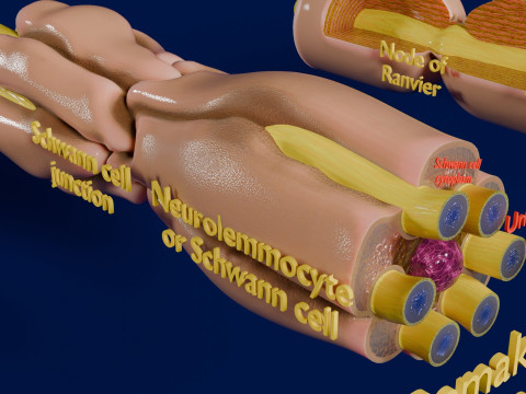 Peripheral nervous system glial cells myelination 3Dモデル