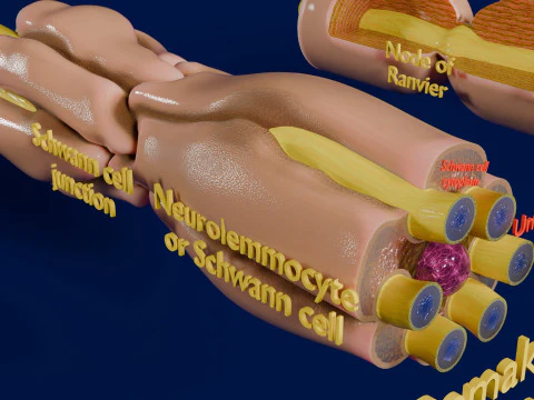Peripheral nervous system glial cells myelination 3D Model