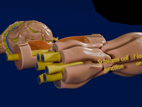 Peripheral nervous system glial cells myelination 3Dモデル