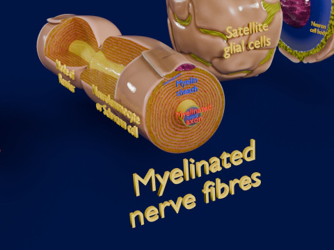 Peripheral nervous system glial cells myelination 3Dモデル