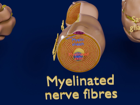 Peripheral nervous system glial cells myelination 3Dモデル