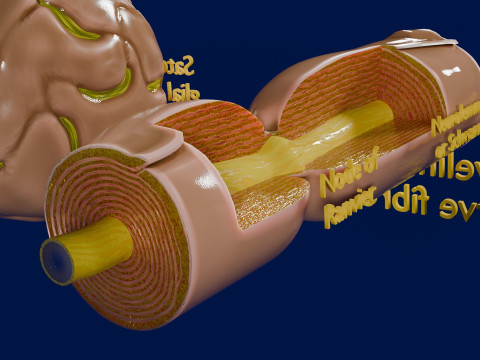Peripheral nervous system glial cells myelination 3Dモデル