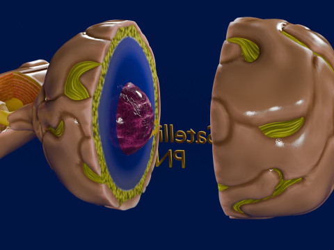 Peripheral nervous system glial cells myelination 3Dモデル