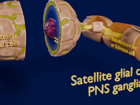 Peripheral nervous system glial cells myelination 3Dモデル