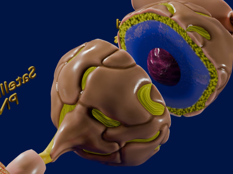 Peripheral nervous system glial cells myelination 3Dモデル