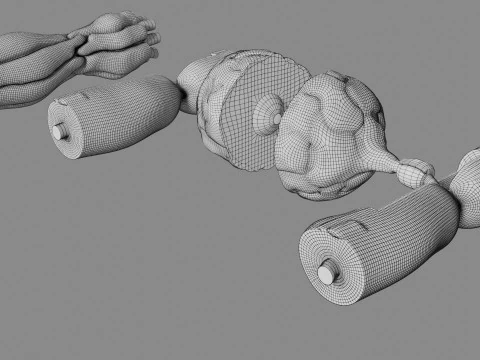 Peripheral nervous system glial cells myelination 3D Model