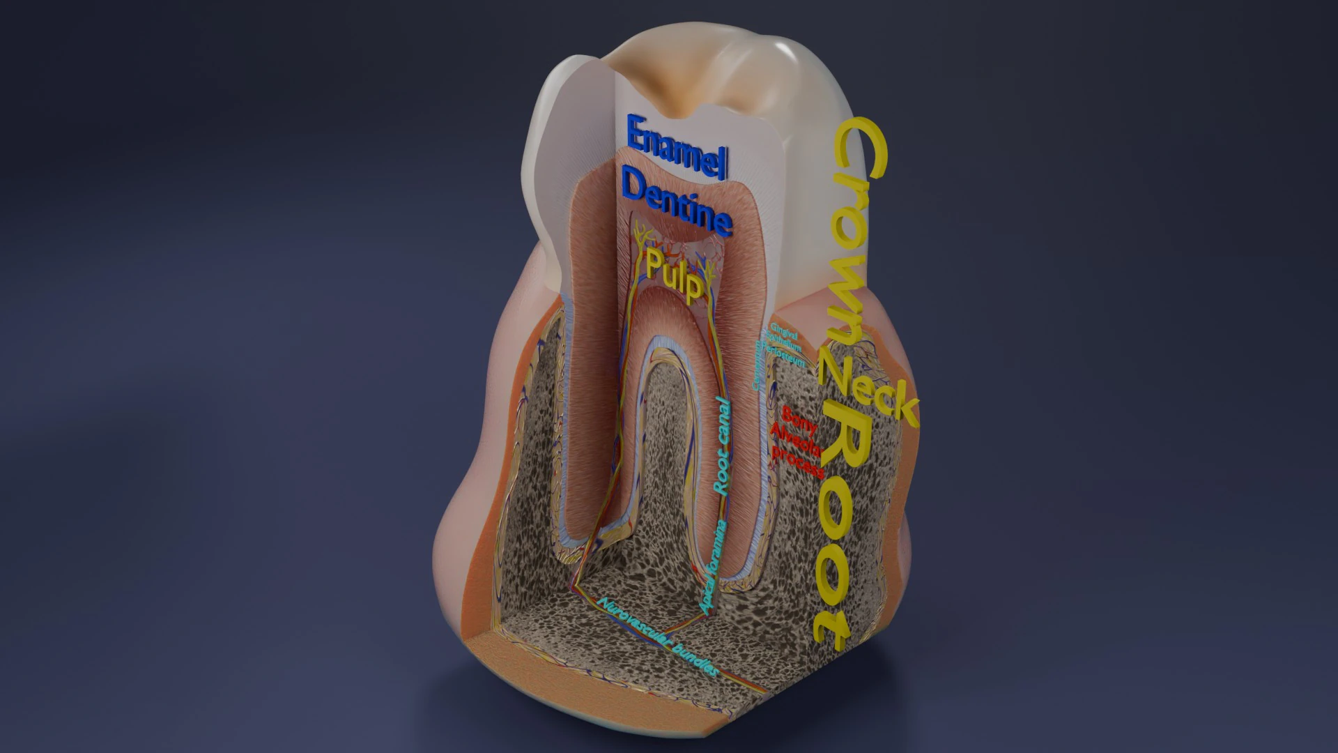 Teeth schematic cut sectional labelled 3D Model .c4d .max .obj .3ds .fbx .stl .blend 