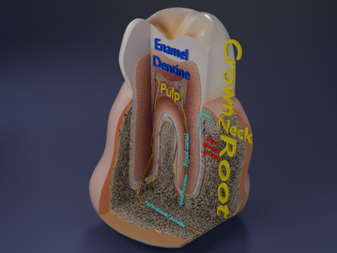 Teeth schematic cut sectional labelled 3D Model