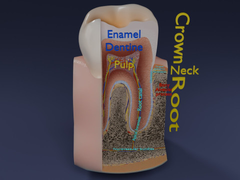 Teeth schematic cut sectional labelled 3D Model