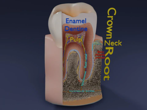 Teeth schematic cut sectional labelled 3D Model