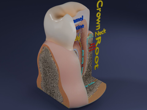 Teeth schematic cut sectional labelled 3D Model