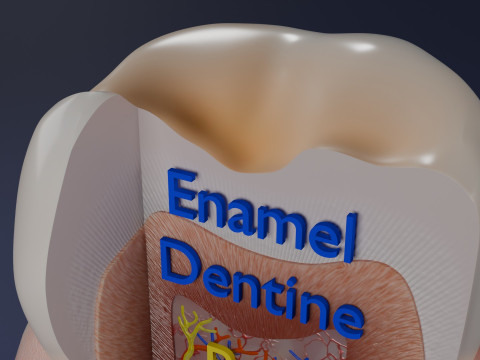 Teeth schematic cut sectional labelled 3D Model