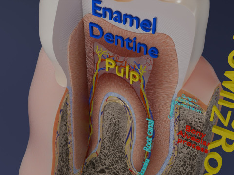 Teeth schematic cut sectional labelled 3D Model