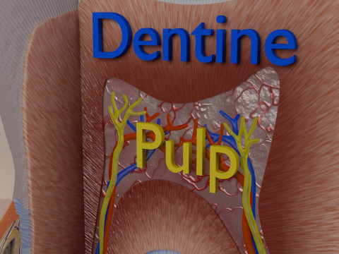 Teeth schematic cut sectional labelled 3D Model