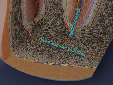 Teeth schematic cut sectional labelled 3D Model