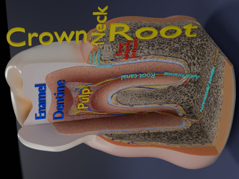 Teeth schematic cut sectional labelled 3D Model