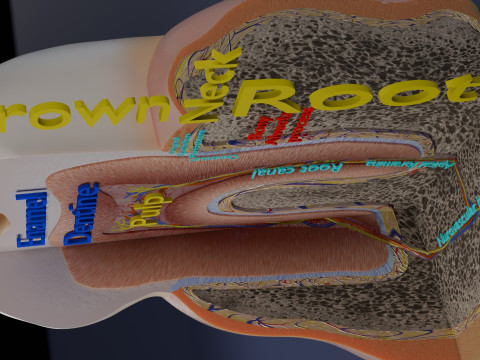 Teeth schematic cut sectional labelled 3D Model