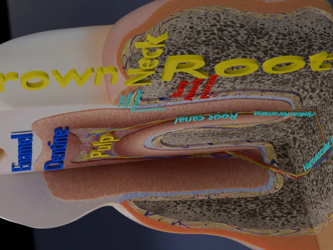 Teeth schematic cut sectional labelled 3D Model