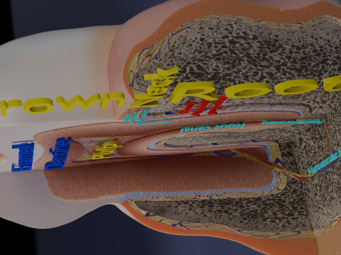 Teeth schematic cut sectional labelled 3D Model