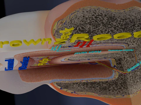 Teeth schematic cut sectional labelled 3D Model