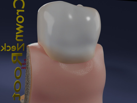 Teeth schematic cut sectional labelled 3D Model